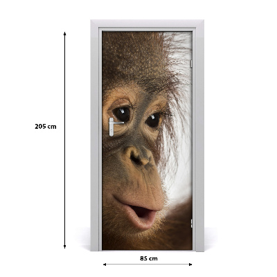 Fototapet dörr Ung orangutang