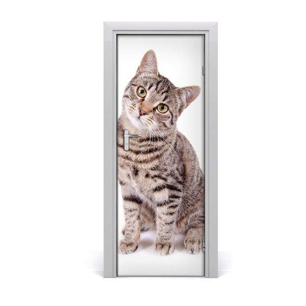 Fototapet dörr Katt