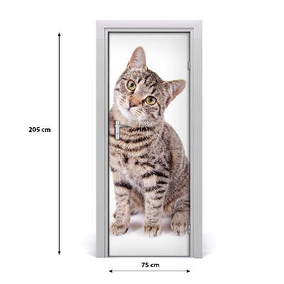Fototapet dörr Katt