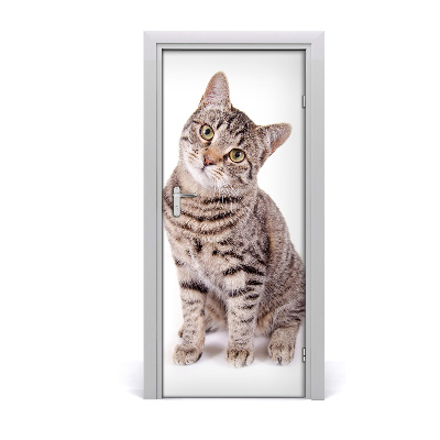 Fototapet dörr Katt