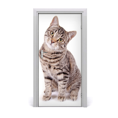 Fototapet dörr Katt