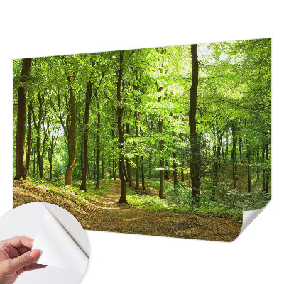 Peel and stick fototapet Naturlig stig