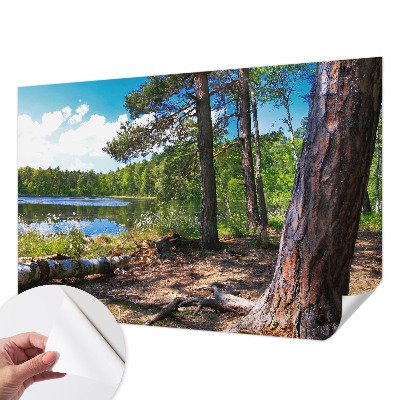 3D fototapet med motiv av ett skogslandskap