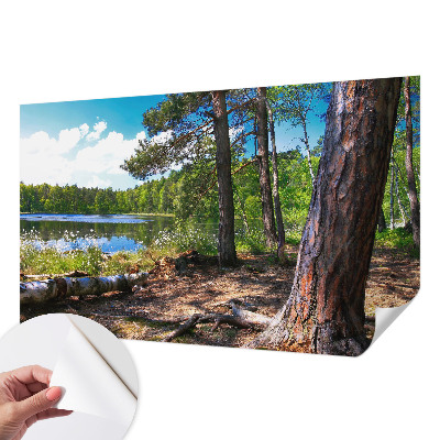 3D fototapet med motiv av ett skogslandskap