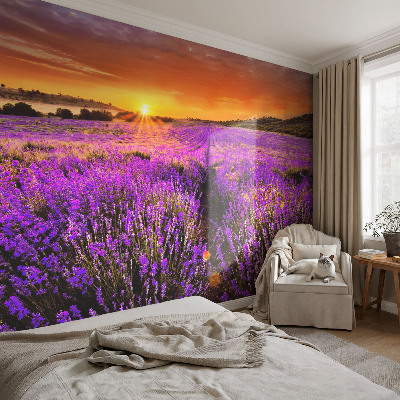 Peel and stick fototapet med motiv av lavendel i solnedgång