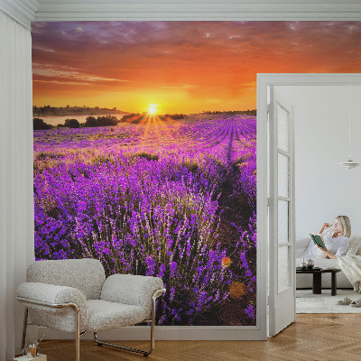 Peel and stick fototapet med motiv av lavendel i solnedgång