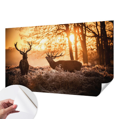 Fototapet barnrum Hjort på morgonen