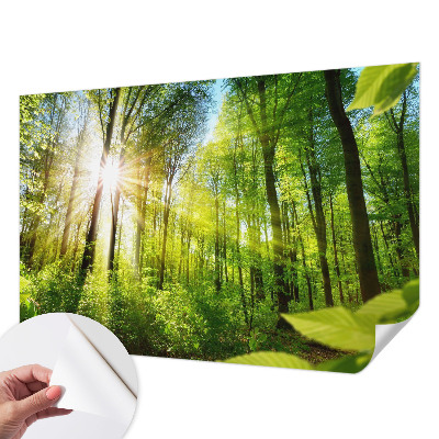 Peel and stick fototapet med motiv av skog i mjukt ljus