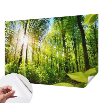 Peel and stick fototapet Skogsljus