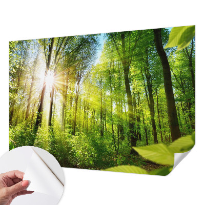 Peel and stick fototapet med motiv av skog i mjukt ljus