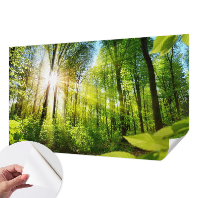 Peel and stick fototapet Skogsljus