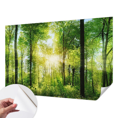 Självhäftande fototapet med motiv av skog i lugna färger