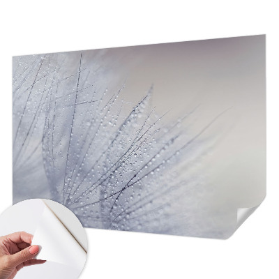 Självhäftande fototapet Daggig maskros