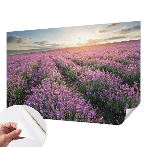 Peel and stick fototapet med motiv av lavendelfält