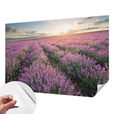 Peel and stick fototapet med motiv av lavendelfält