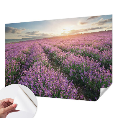Peel and stick fototapet med motiv av lavendelfält