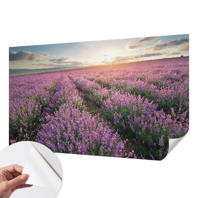 Peel and stick fototapet med motiv av lavendelfält