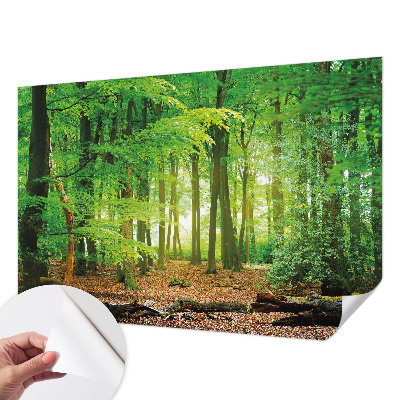 Fototapet barn Grön skog