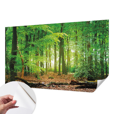 Fototapet barn Grön skog
