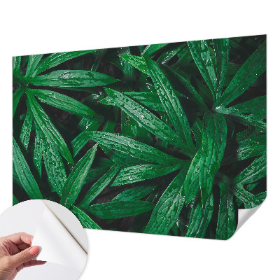 Självhäftande fototapet Naturlig grönska