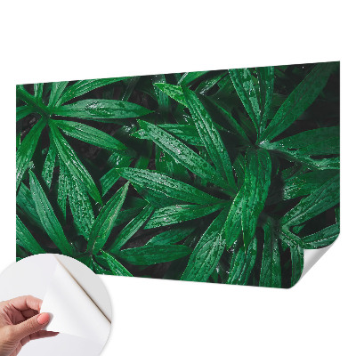 Självhäftande fototapet Naturlig grönska