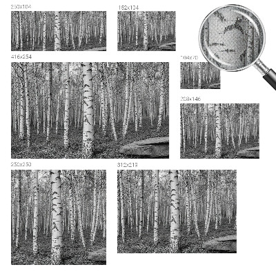 Fototapet för barn med motiv av björkskog