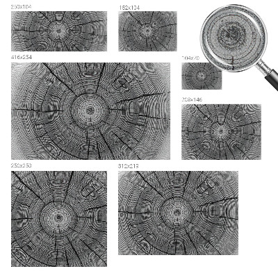 Fototapet för barn Skogens harmoni