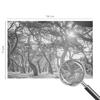 Fototapet barnrum Atmosfärisk skog