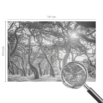 Fototapet barnrum Atmosfärisk skog