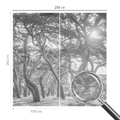 Fototapet barnrum Atmosfärisk skog