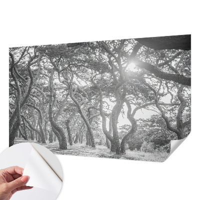 Fototapet barnrum med motiv av en atmosfärisk skog