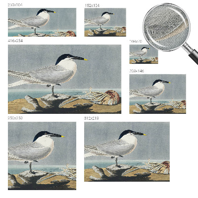 Fototapet barn med ett elegant ornitologiskt motiv