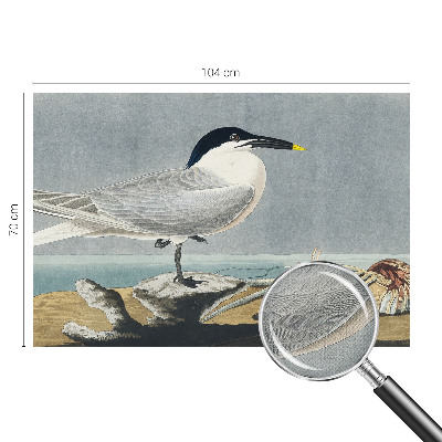 Fototapet barn Ornitologisk elegans