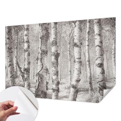 3D fototapet med motiv av en björkskog