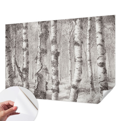 3D fototapet med motiv av en björkskog
