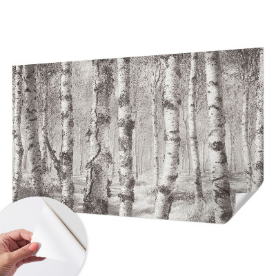 3D fototapet med motiv av en björkskog