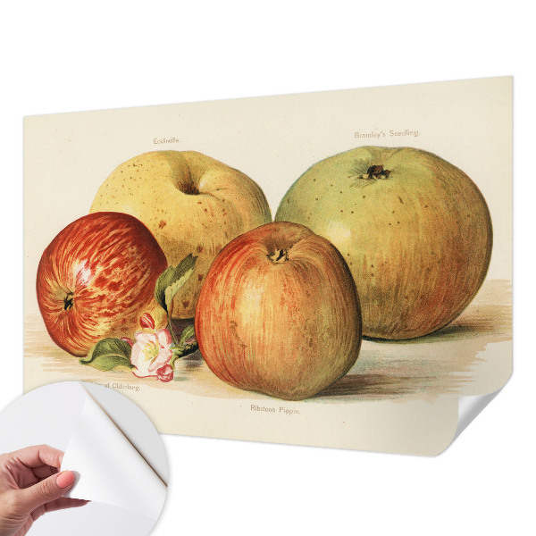 Självhäftande fototapet Äppelblommor