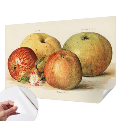 Självhäftande fototapet Äppelblommor