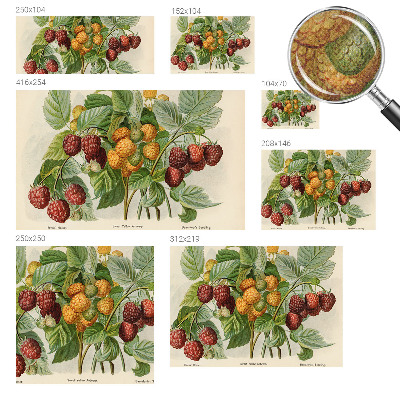 Självhäftande fotovägg Klassiska hallon