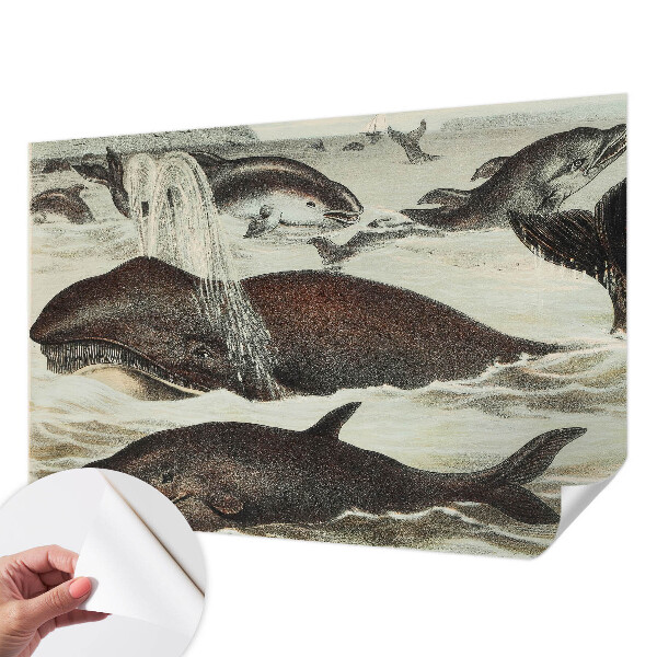 Fototapet barnrum Havsdjur