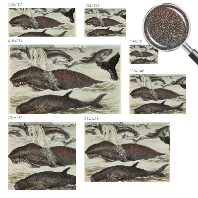 Fototapet barnrum Havsdjur