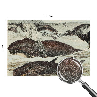 Fototapet barnrum Havsdjur