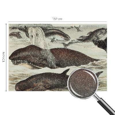 Fototapet barnrum Havsdjur