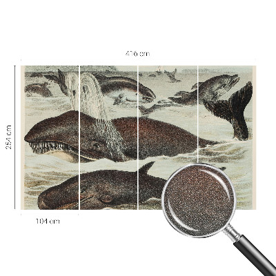 Fototapet barnrum Havsdjur