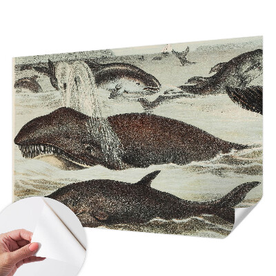 Fototapet barnrum Havsdjur