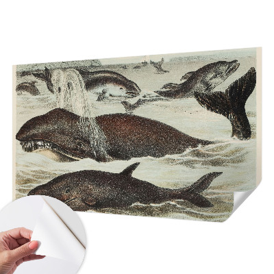 Fototapet barnrum Havsdjur