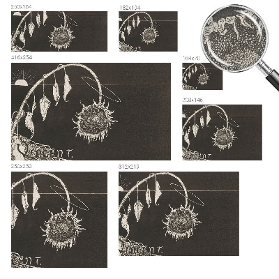 Självhäftande fotovägg Nostalgisk solros