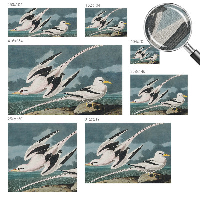 3D fototapet med motiv av fåglar vid havet
