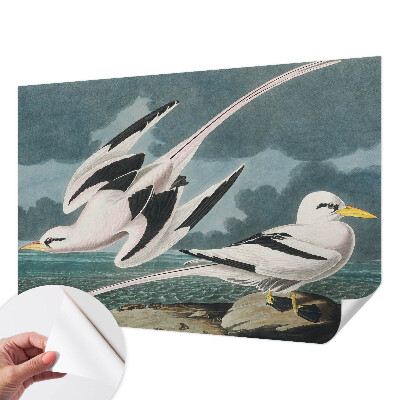 3D fototapet med motiv av fåglar vid havet