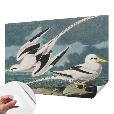 3D fototapet med motiv av fåglar vid havet